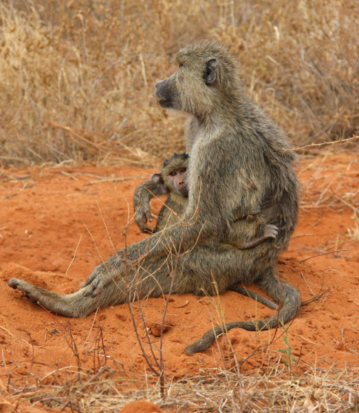 Baboon Mother & baby
